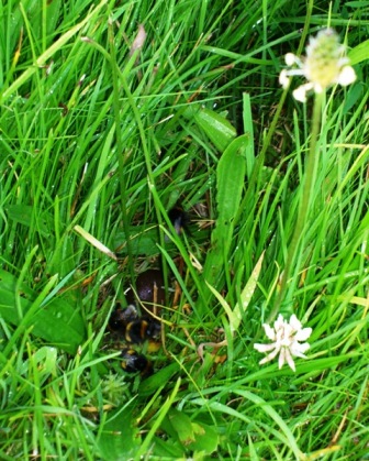 Bumblebees at nest