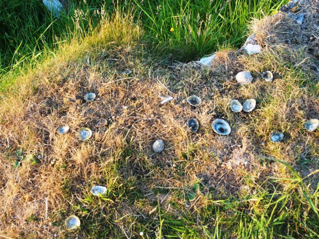 Limpet shells in churchyard